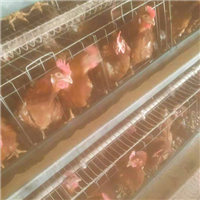 专业养殖肉鸡 