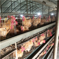 专业养殖肉鸡 