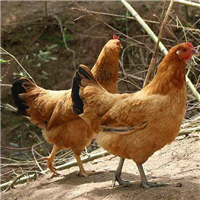 专业养殖肉鸡 
