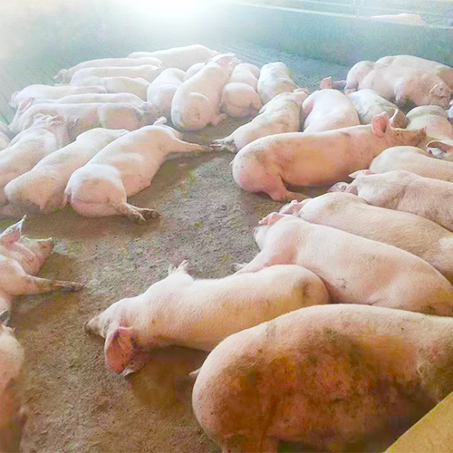 专业养殖肉猪 
