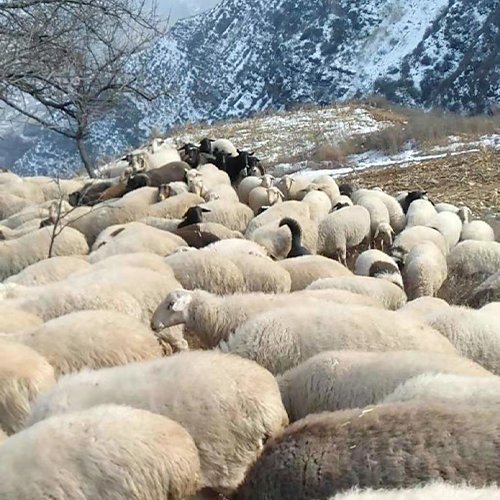 专业养殖肉羊 