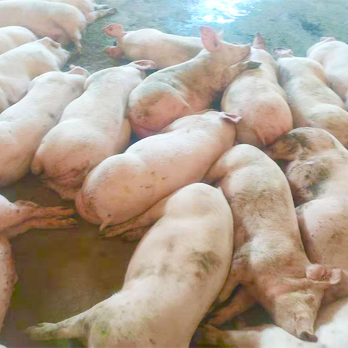 专业养殖肉猪 