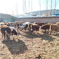 专业养殖肉牛 