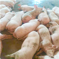 专业养殖肉猪 