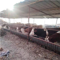 专业养殖肉牛 