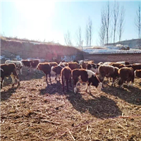 专业养殖肉牛 