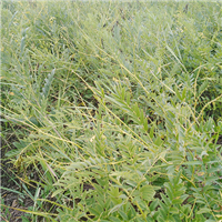 中药材种植 