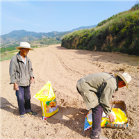 中药材种植 