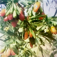 中药材种植 