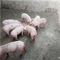 专业养殖肉猪 
