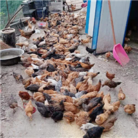 专业养殖肉鸡 