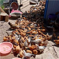 专业养殖肉鸡 