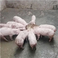 专业养殖肉猪 