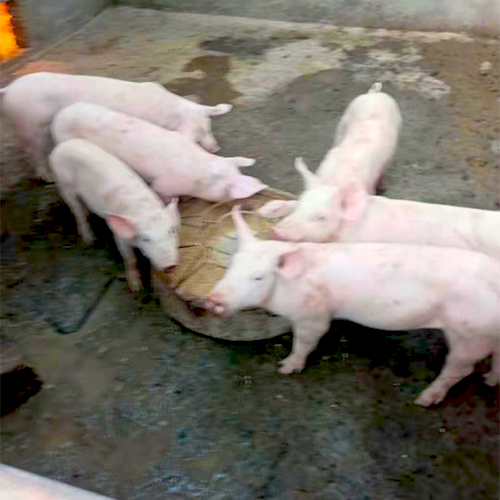 专业养殖肉猪 