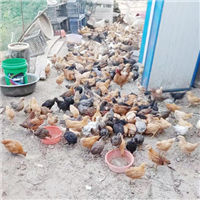 专业养殖肉鸡 