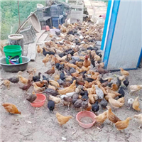 专业养殖肉鸡 