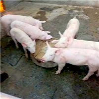 专业养殖肉猪