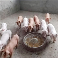 专业养殖肉猪 