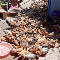 专业养殖肉鸡 