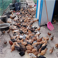 专业养殖肉鸡 
