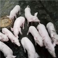 专业养殖肉猪