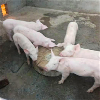 专业养殖肉猪