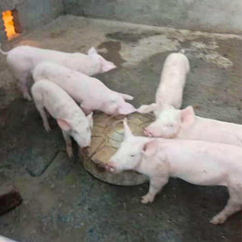 专业养殖肉猪 
