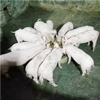 专业养殖肉猪 