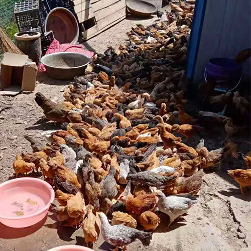专业养殖肉鸡 
