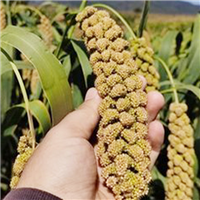 专业种植小米 
