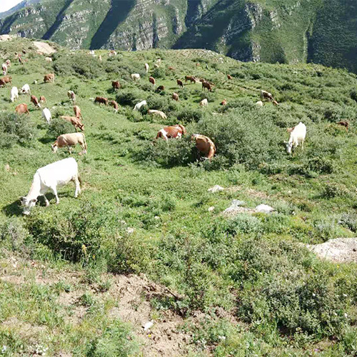 专业养殖肉牛 