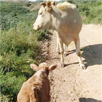 专业养殖肉牛 