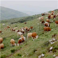 专业养殖肉牛 