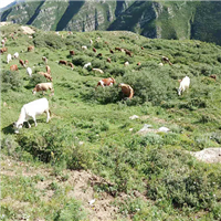 专业养殖肉牛 