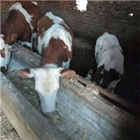 专业养殖肉牛 