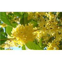 桂花树