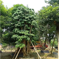 广东假苹婆种植
