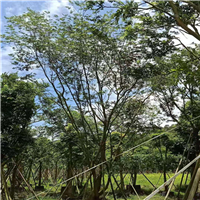 阳春朴树基地a广东朴树 