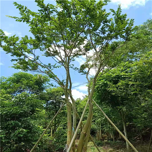 广东朴树价格a阳春朴树 