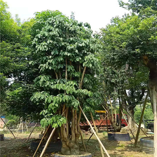 广东假苹婆种植