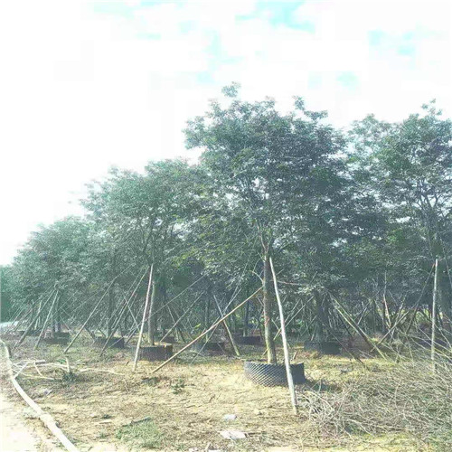 阳春黄花风铃木