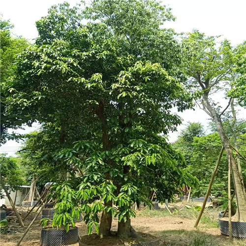 阳春假苹婆基地