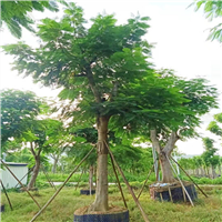 阳春凤凰木