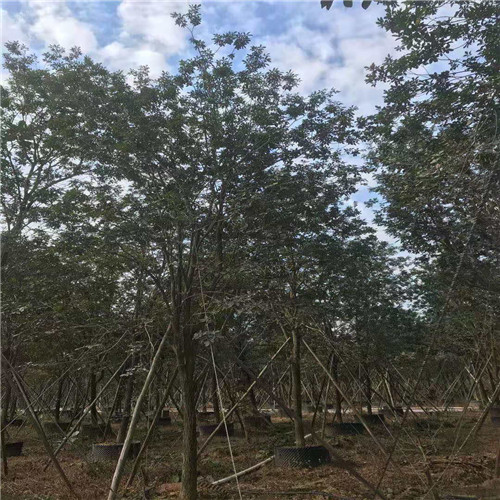 阳春多花风铃木