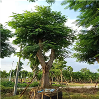 阳春凤凰木价格