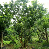 广东朴树批发供应 
