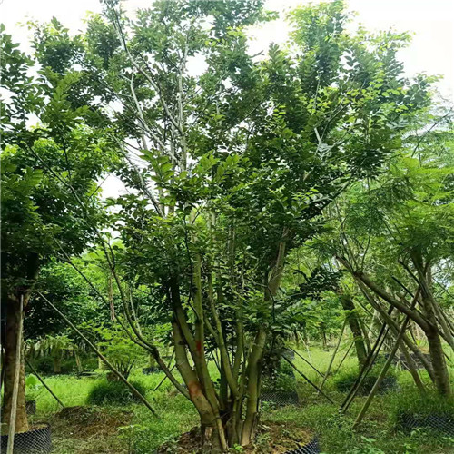 广东朴树批发供应 