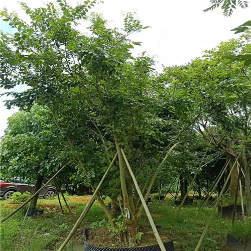 阳春朴树价格
