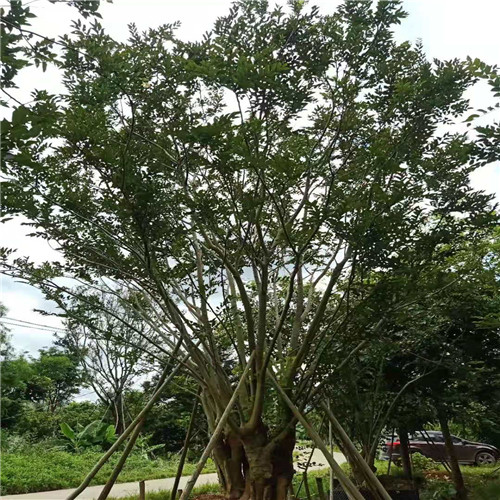 阳春朴树