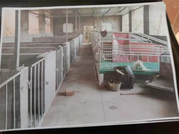 江西仔猪供应